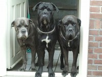 /album/fotogallerij/a2011-06-10-13-51-27-jpg/